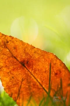 Autumn leaf Foto stock