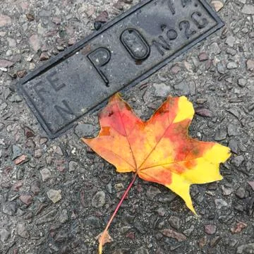 Autumn leaf Stock Photos