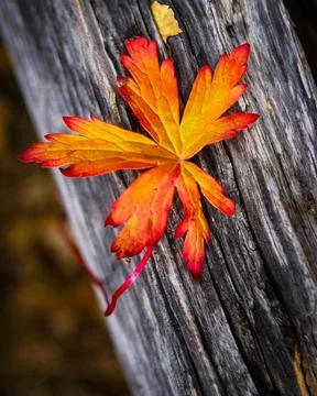 Autumn Leaf Stock Photos