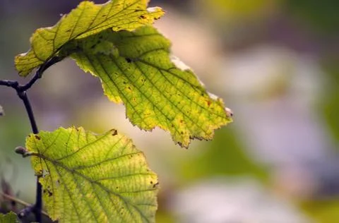 Autumn leaf Stock Photos