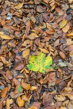 An autumn leaf Stock Photos