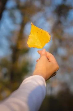 Autumn leaf Stock Photos