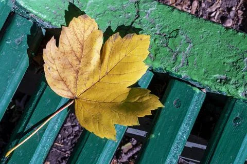 Autumn leaf Stock Photos