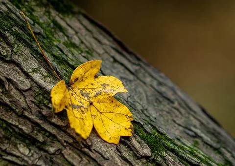 Autumn leaf Stock-Fotos