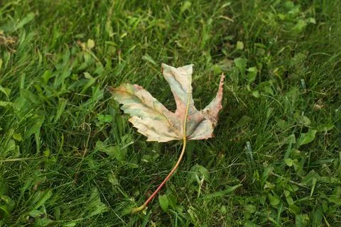 Autumn leaf Stock Photos
