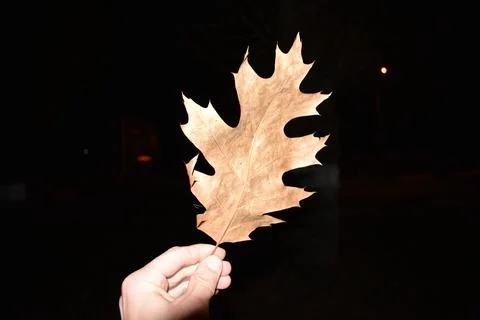 Autumn leaf Stock Photos