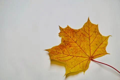 Autumn leaf Stock Photos