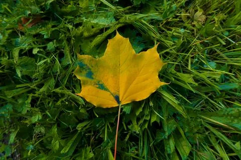 Autumn leaf Fotos Stock