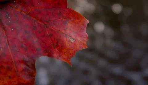 Autumn leaf Foto stock