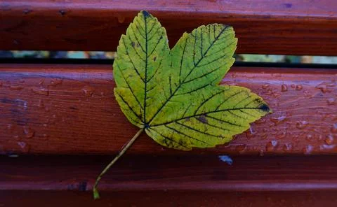 Autumn leaf Stock Photos