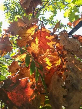 Autumn leaf Stock Photos
