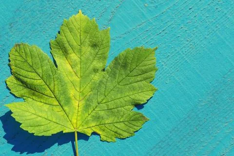 Autumn leaf Stock Photos