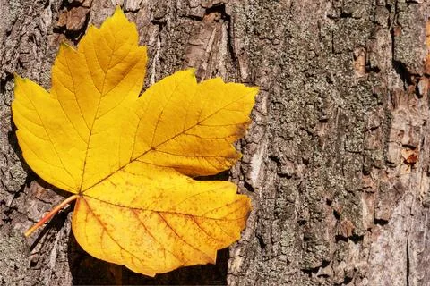 Autumn leaf Stock Photos