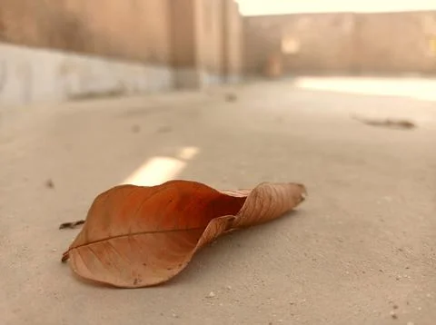 Autumn leaf Stock Photos