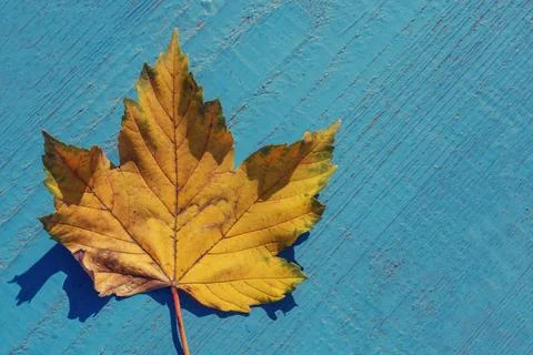 Autumn leaf Stock Photos