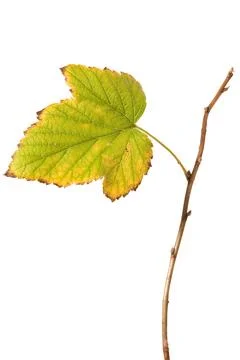 Autumn leaf Stock Photos