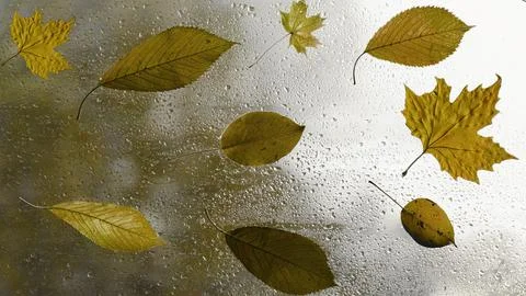 Autumn leaf Stock Photos
