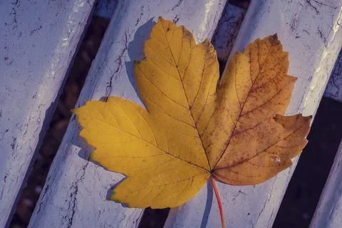 Autumn leaf Stock Photos