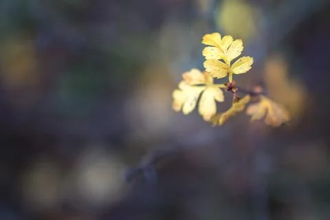 Autumn Leaf Stock Photos