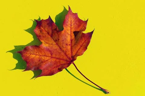 Autumn leaf Stock Photos