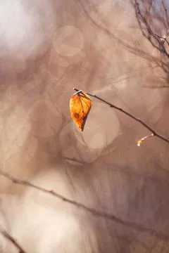 Autumn Leaf Stock Photos