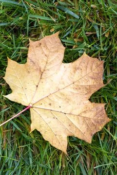 Autumn leaf Stock Photos