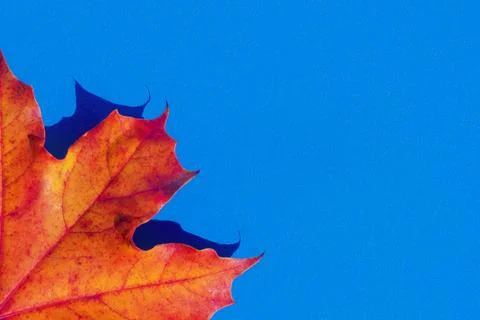 Autumn leaf Foto stock