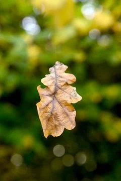 Autumn leaf Foto stock