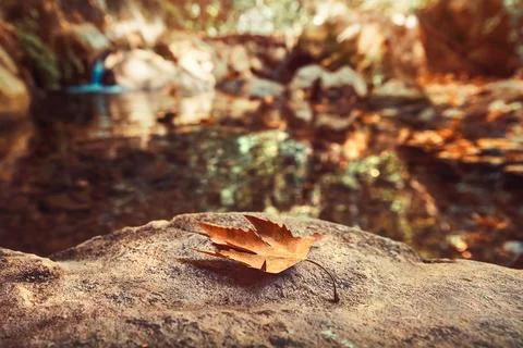 Autumn leaf Stock Photos