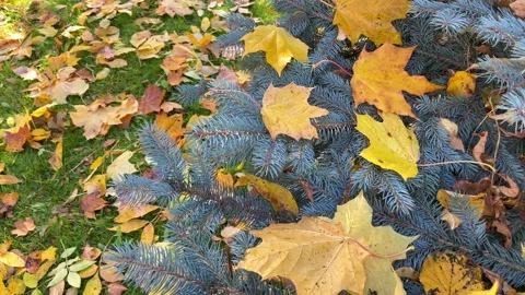 Autumn leaf in pine needles. Christmas tree ornate dry maple leaves. Stock Footage 219719464