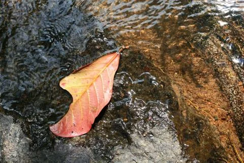 Autumn Leaf in a Puddle Stock Photos