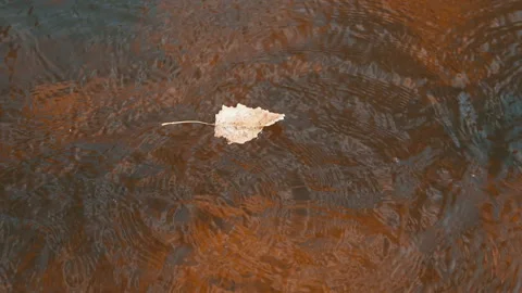 Autumn Leaf in Puddle, Rain Drops Stock Footage 293258988