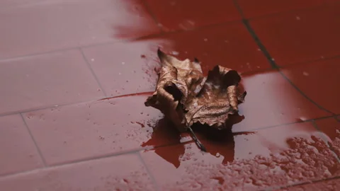 An autumn leaf in the rain in timelapseUntitled Stock Footage 220613551
