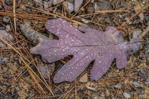 Autumn leaf with raindrops Stock Photos