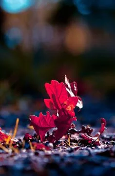 Autumn leaf in the rays of the cooling sun Stock Photos