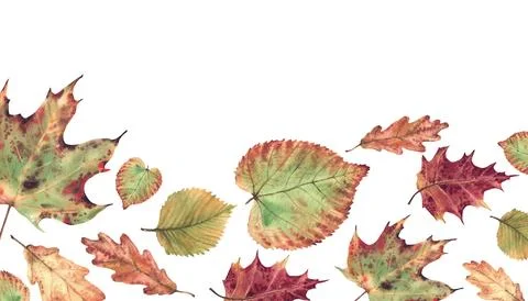 Autumn leaf rectangular banner from fall colorful different trees. Realistic Illustrazione stock