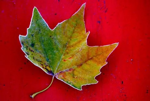 Autumn leaf on a red background. Stock Photos