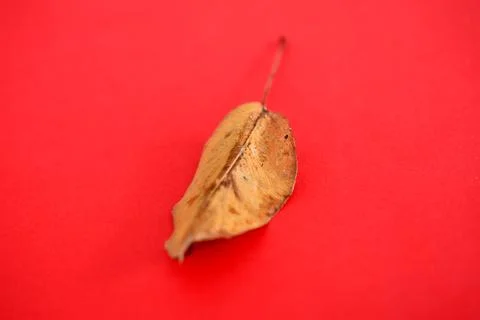 AUTUMN LEAF ON A RED BACKGROUND,FALL SEASON THEME 写真素材