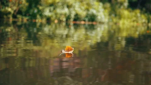 Autumn Leaf Reflection on Water Stock-Footage 293265474