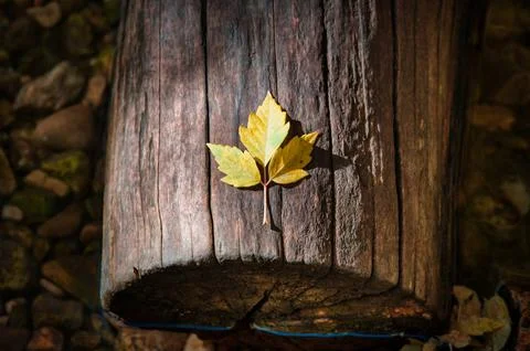 Autumn Leaf Resting on a Log in a Stream Stock Photos