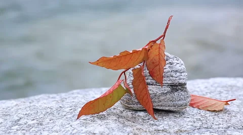 Autumn leaf resting on a rock. Stock Footage 68660215