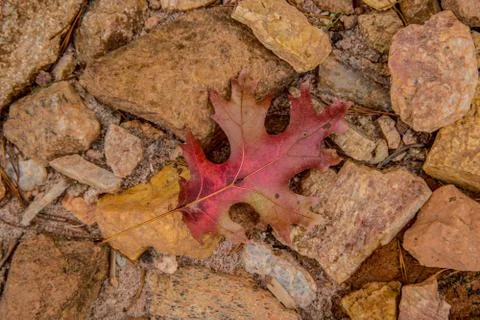 Autumn leaf on the rocks Foto stock