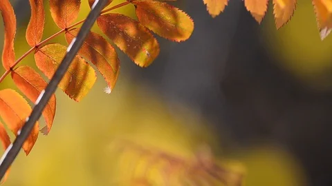 Autumn leaf of rowan Stock Footage 97864507