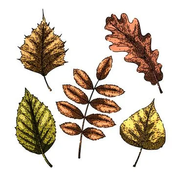 Autumn leaf set sketch hand drawn vector Stock Illustration