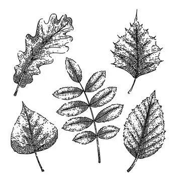 Autumn leaf set sketch hand drawn vector Stock Illustration