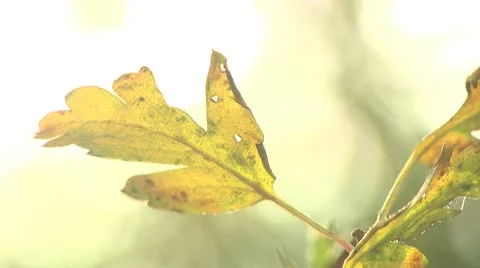 Autumn Leaf Shaking Gently Stock Footage 10577133