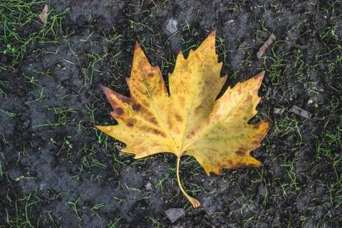 Autumn leaf on sidewalk. Foto stock