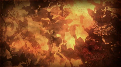 Autumn Leaf Silhouttes Stock Footage 50782415