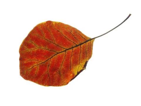 Autumn leaf Single fall leaf against white Natural colors and textures Foto stock