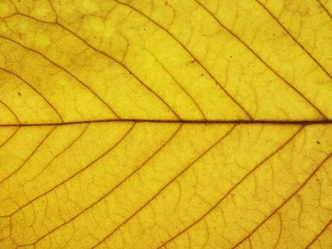 Autumn leaf Single fall leaf against white Natural colors and textures Stock Photos
